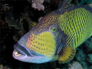 trigger fish